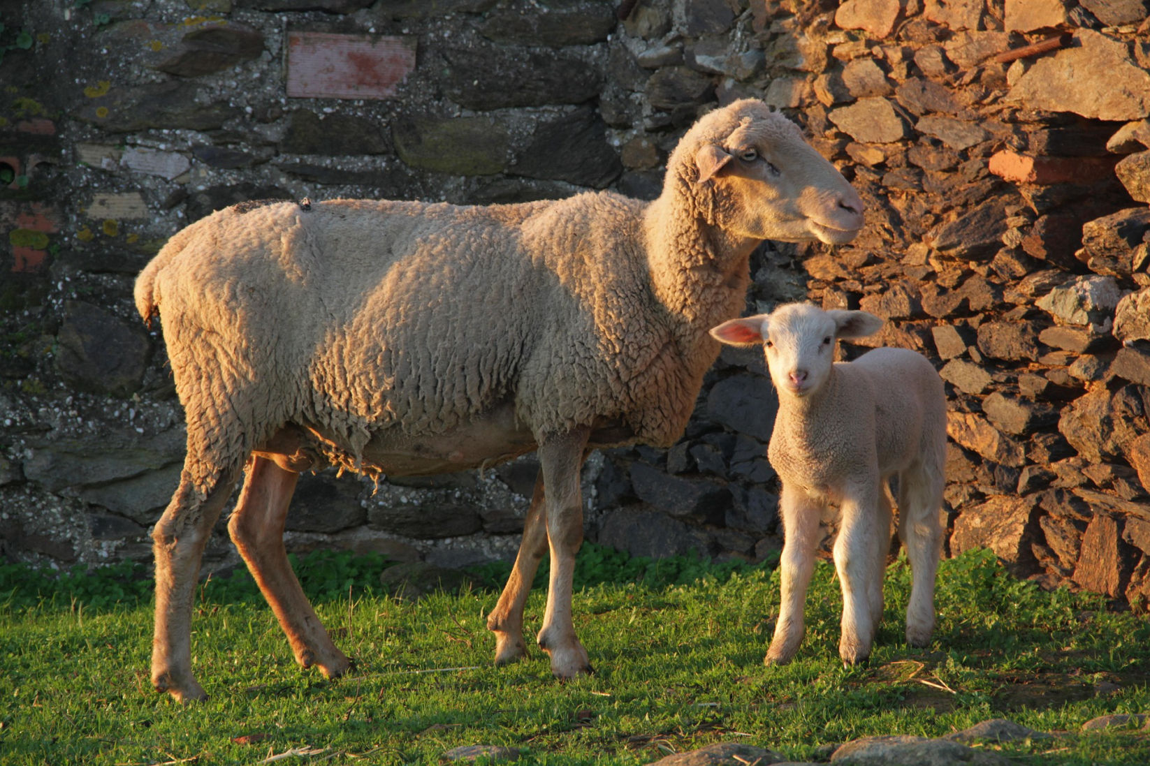 Piccole, Medie e Grandi